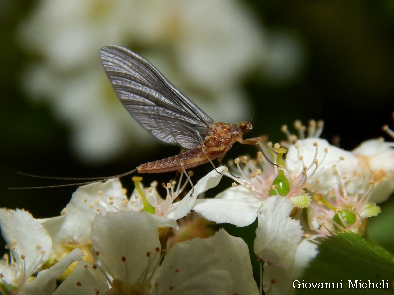 Serratella ignita, femmina (Ephemerellidae)